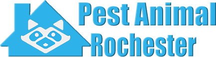 Rochester Wildlife and Animal Removal